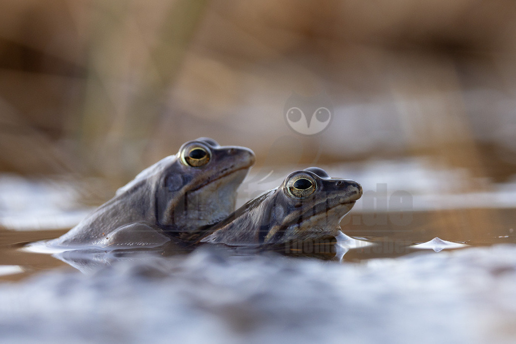 R5NF3836-20230316 | Der Moorfrosch gehört innerhalb der Ordnung der Froschlurche zur Familie der Echten Frösche und ebenso zur Gattung der Echten Frösche. Außerdem fasst man ihn nach Aussehen und Lebensweise mit anderen Arten zu den sogenannten Braunfröschen zusammen.  - Realisiert mit Pictrs.com