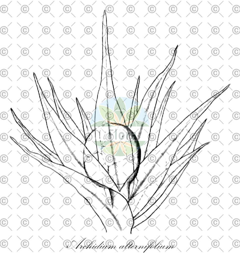 HistAbb_wfo-0001192181_1_ENZY_Simple | Historische Abbildung von Archidium alternifolium - Archidiaceae | Historical Illustration of Archidium alternifolium - Archidiaceae
