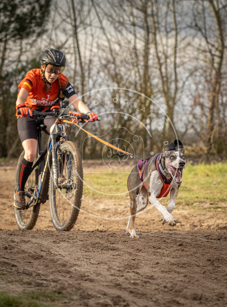 Pfotenfotografie_DV3A7313 | Hundefotografie, Tierfotograf, Pfotenfotografie, Fotoshooting Hund, Hunde Portrait, Hundesport, Hundeportraits, Heideshooting, Hunde, Sportfotograf, Hundefotograf, Turnierhundsport, THS,  - Realisiert mit Pictrs.com