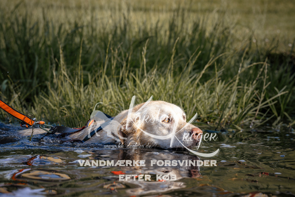 _ZZ957150728 | kk-dogfotos