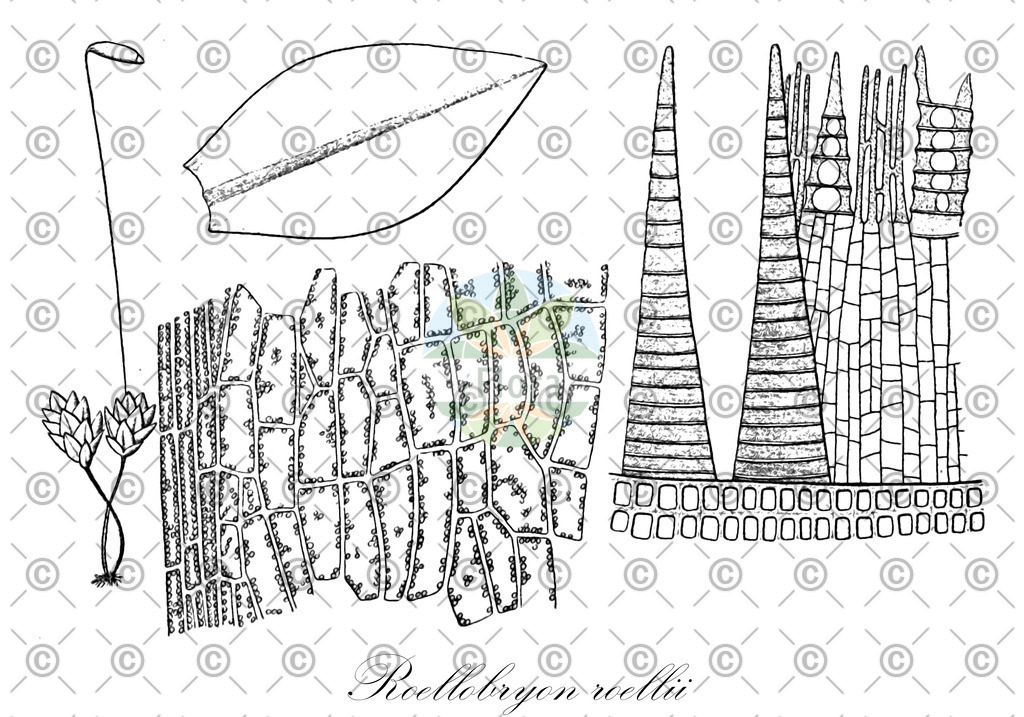 HistAbb_wfo-0000297498_1_ENZY_Simple | Historische Abbildung von Roellobryon roellii - Roellobryaceae | Historical Illustration of Roellobryon roellii - Roellobryaceae