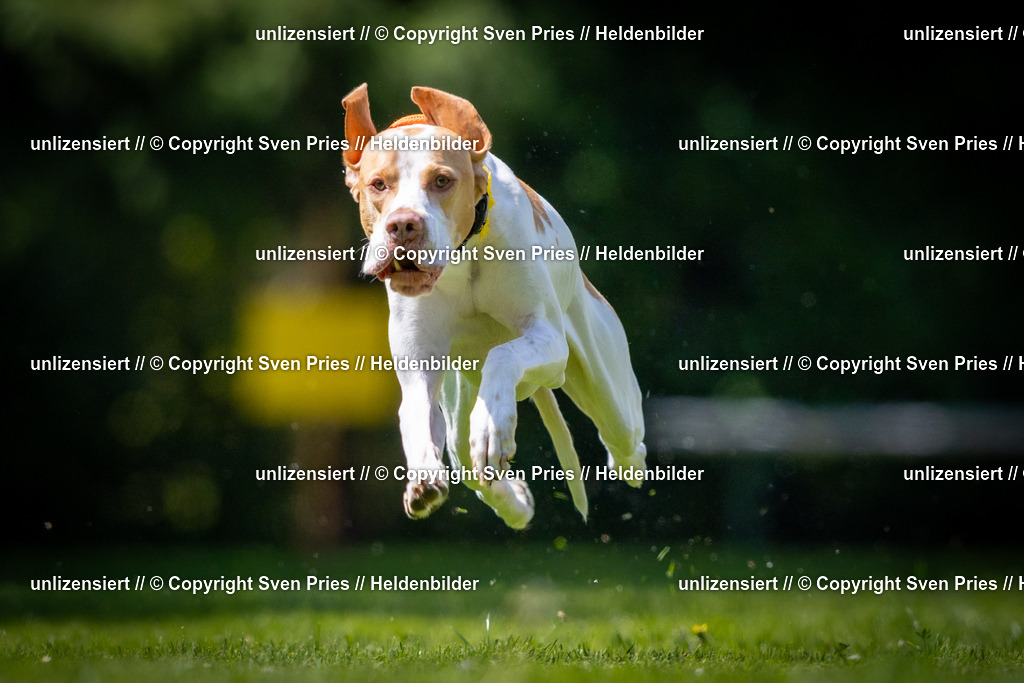 Sven Pries | 2025-08-10 - Hunderennen Durlach - Realisiert mit Pictrs.com