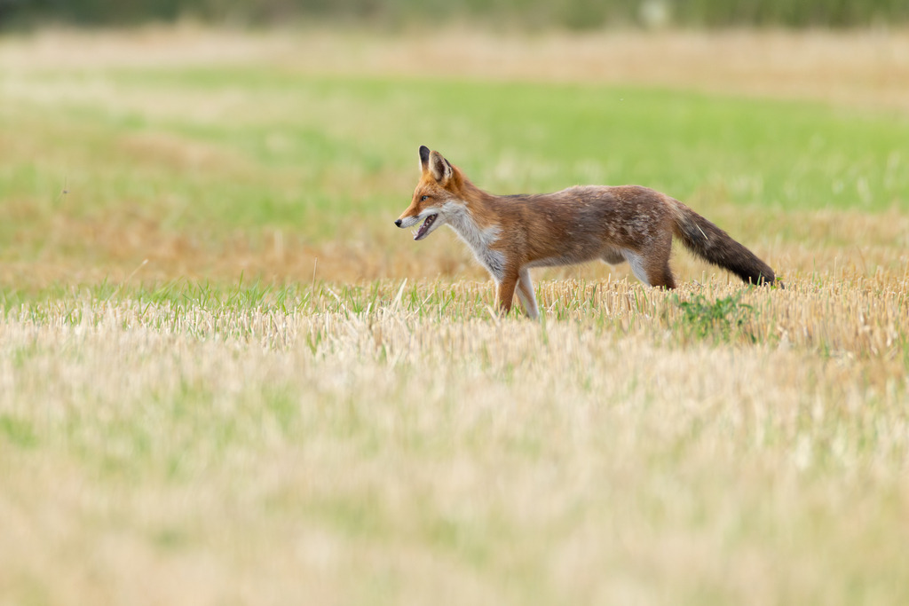Der Fuchs | Der Rotfuchs (Vulpes vulpes) ist das am weitesten verbreitete Raubtier in Mitteleuropa und hat sich dank seiner erstaunlichen Anpassungsfähigkeit in nahezu allen Lebensräumen etabliert, von dichten Wäldern bis hin zu städtischen Gebieten. Er gehört zur Familie der Hundeartigen, weist aber mit seinen schlitzförmigen Pupillen und der Art, wie er mit seiner Beute spielt, auch katzenartige Züge auf. Der Fuchs ist ein geschickter Jäger und wird nicht umsonst als „schlau wie ein Fuchs“ bezeichnet. - Realisiert mit Pictrs.com