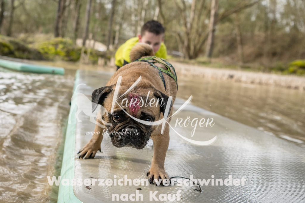 1006_ZZ92546-Bearbeitet-2 | kk-dogfotos