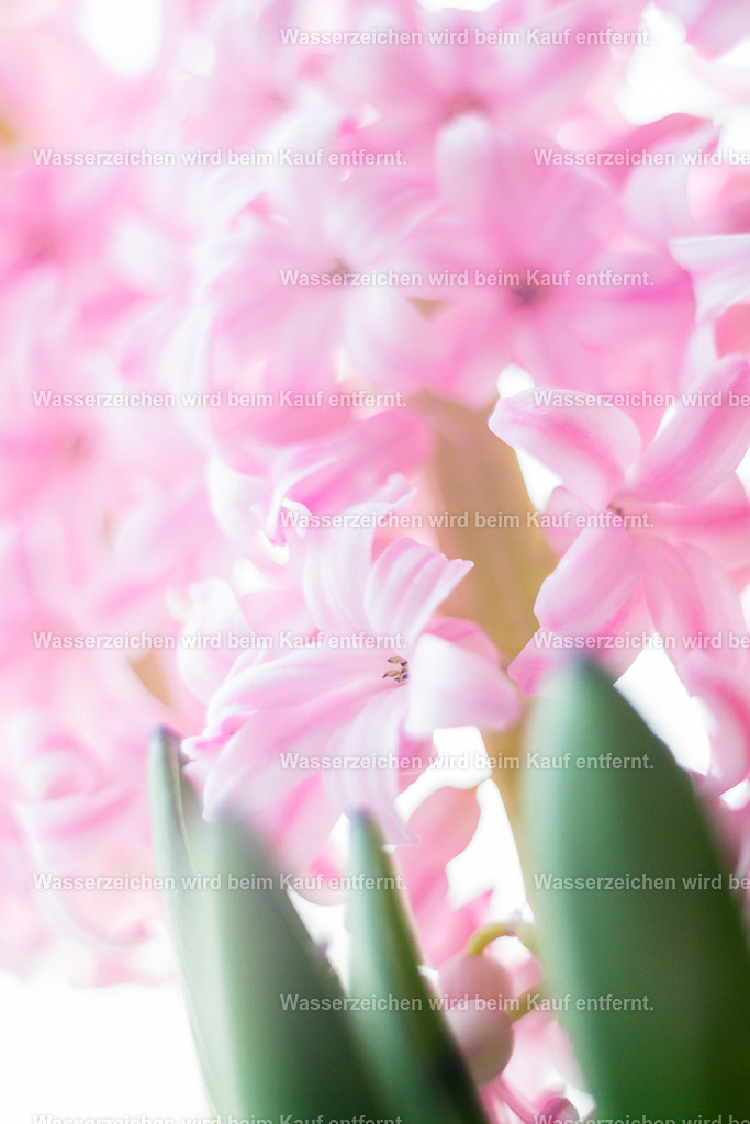 Erblühe in Leichtigkeit | Die Botschaft zum Bild lautet: Hebe dich ab, mache dich leicht. Es darf nicht mehr schwer sein. Was ist schwer?Die Definition in dir trägst du. Wende dich der Leichtigkeit zu. Erkenne die Schwere in dir an. Und doch, mit Freude und Leichtigkeit erblüht das Leben. Blühe!