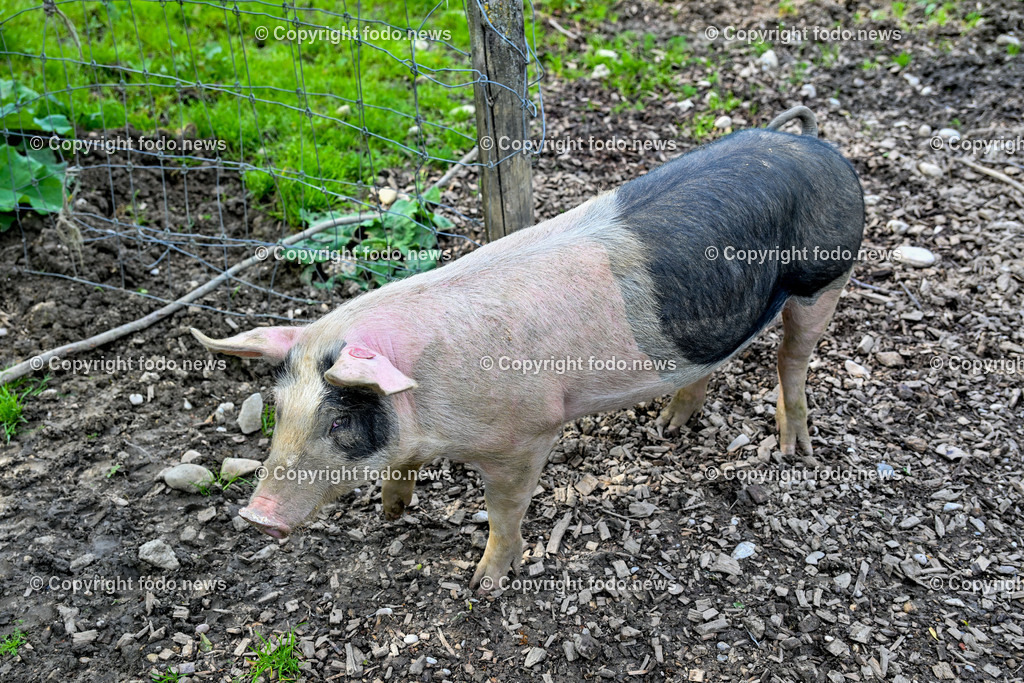Thening_ Obstbauer Hirschvogel_ 07.05.2024-30 | 07.05.2024, Thening, AUT, Obstbauer Hirschvogel, im Bild Schweine, Freilandhaltung am Hof Hirschvogel