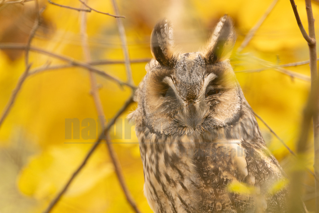 R5NF8665_20241116 | Die Waldohreule ist kleiner, schlanker und hat längere Flügel als der dickköpfige Waldkauz. Sie besitzt außerdem Federohren, der Waldkauz hingegen nicht.
Die Waldohreule hat orange- bis feurig-gelbe, der Waldkauz schwarze Augen. - Realisiert mit Pictrs.com