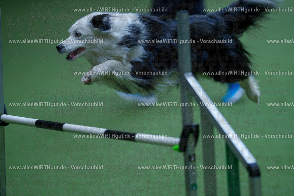 @allesWIRTHgut_Tierfotografie - www.allesWIRTHgut.de - 2604251349-7R504112 | Professionelle Tierfotografie in Mönchengladbach von Daniel Wirth (allesWIRTHgut). Liebevolle & natürliche Bilder von Hunden & Katzen für unvergessliche Erinnerungen.
