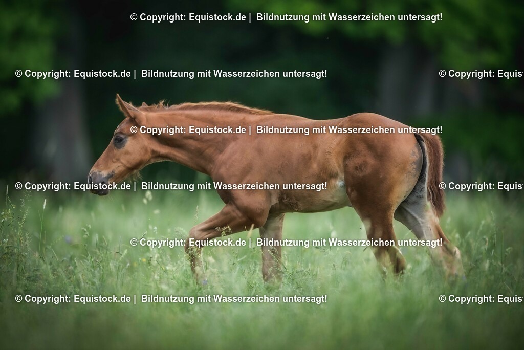 20210617_Fohlen_0398 | Foto: Thomas Hartig