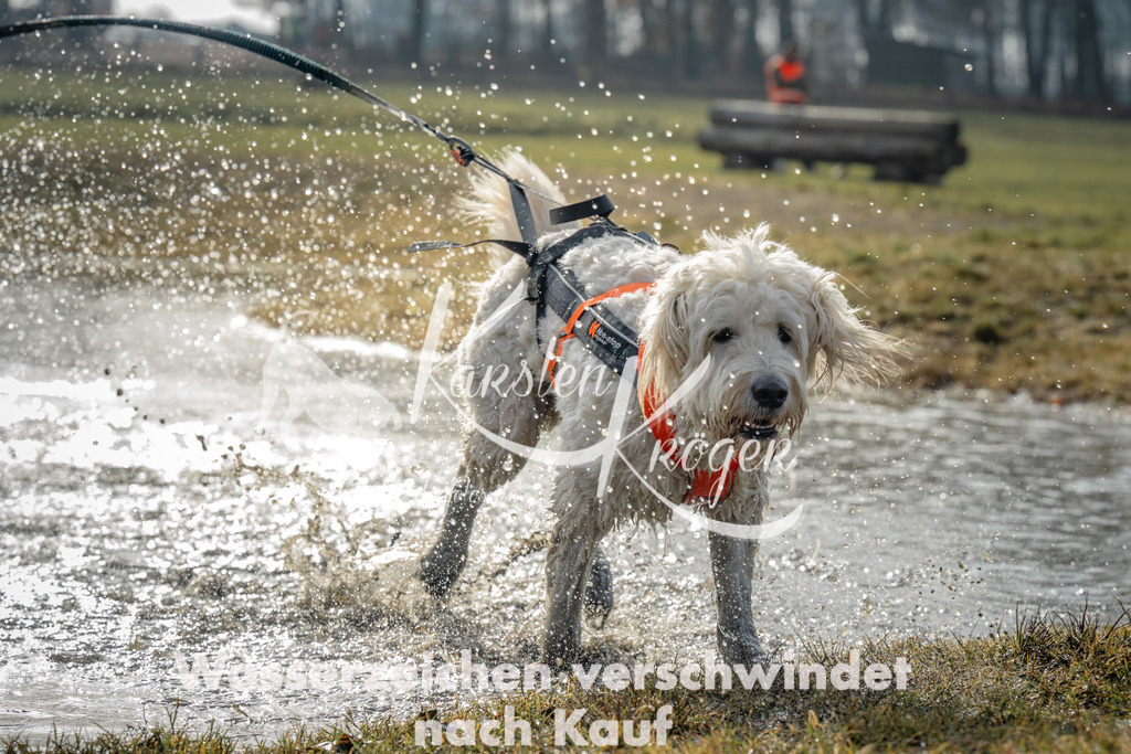 0950_ZZ94233 | kk-dogfotos