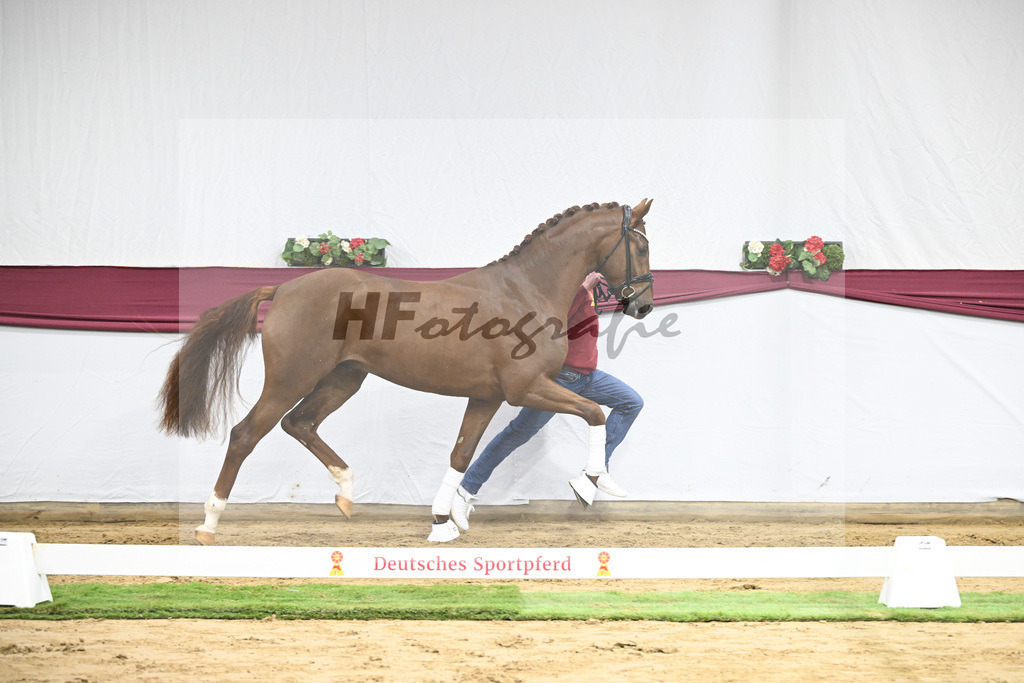 Kat-Nr. 49 Johnny Depp x San Amour I_MH Pferdezucht u. -sport GmbH_47251816 | hf-fotografie - Realisiert mit Pictrs.com