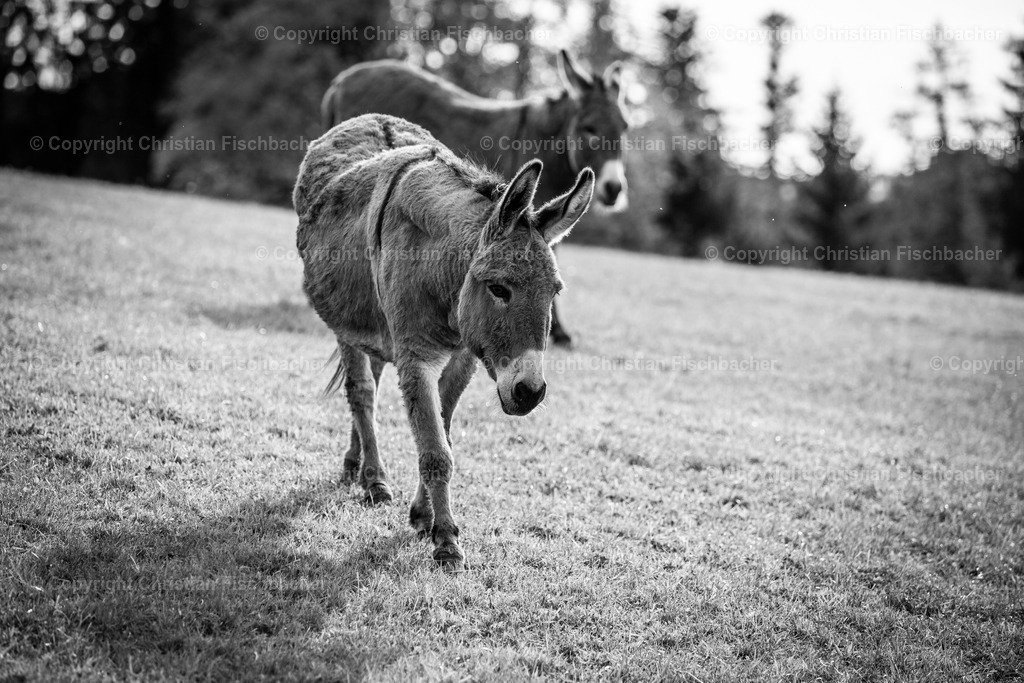 Fotos_Copyright_Chri_Fischbacher_Druck-151 | Bildershop Chri Fischbacher - Realisiert mit Pictrs.com