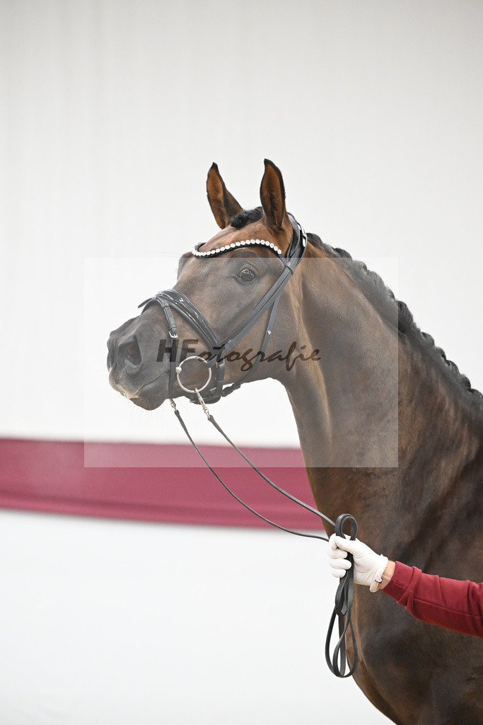 Kat-Nr. 63 Feliciano x Don Martillo_Michaela Rupp_47252409 | hf-fotografie - Realisiert mit Pictrs.com