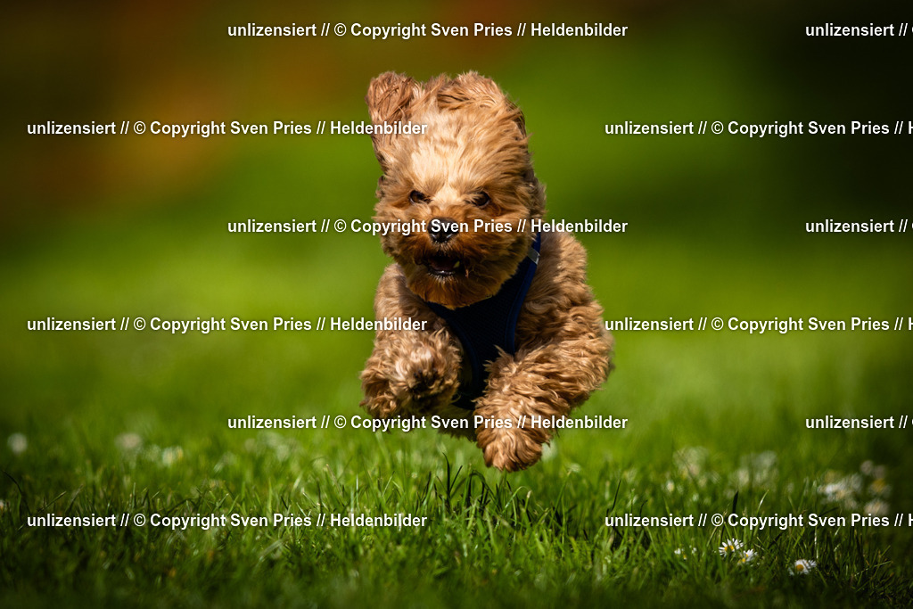 Sven Pries | 2025-04-13 - Hunderennen Baden-Baden - Realisiert mit Pictrs.com