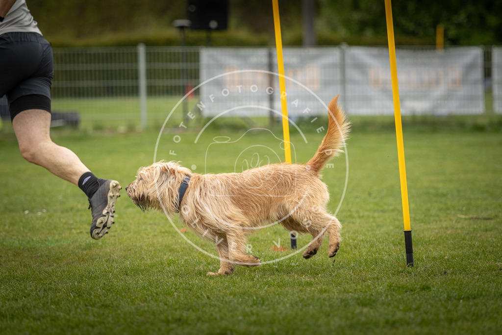 Pfotenfotografie_DV3A2032 | Hundefotografie, Tierfotograf, Pfotenfotografie, Fotoshooting Hund, Hunde Portrait, Hundesport, Hundeportraits, Heideshooting, Hunde, Sportfotograf, Hundefotograf, Turnierhundsport, THS,  - Realisiert mit Pictrs.com