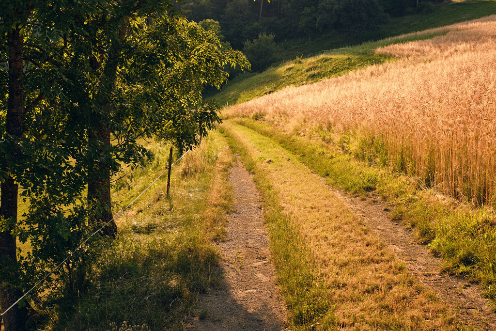 Weg durch eine sommerliche Almlandschaft | Bad Schönau, Austria - July 12, 2023: Weg durch eine sommerliche Almlandschaft in der Buckligen Welt. - Realisiert mit Pictrs.com