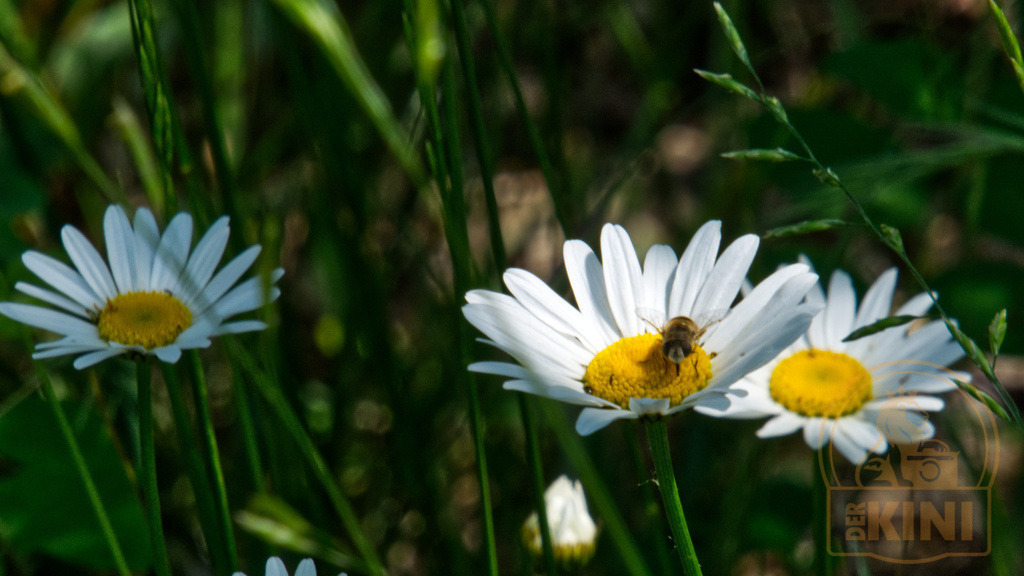 P1060260-1 | Foto, Natur, Tiere, Urlaub, Georgien,  - Realisiert mit Pictrs.com