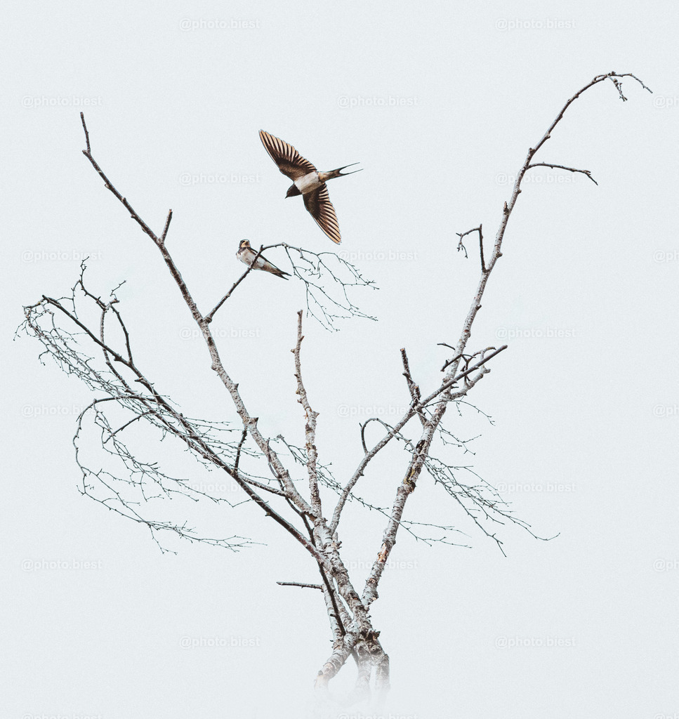 Schwalbenduett | Zwei Schwalben in einer kahlen Birke. - Realisiert mit Pictrs.com