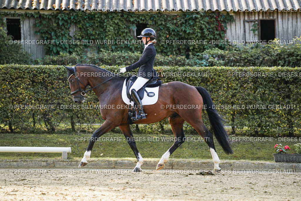 DSC05017 | Pferdegrafie