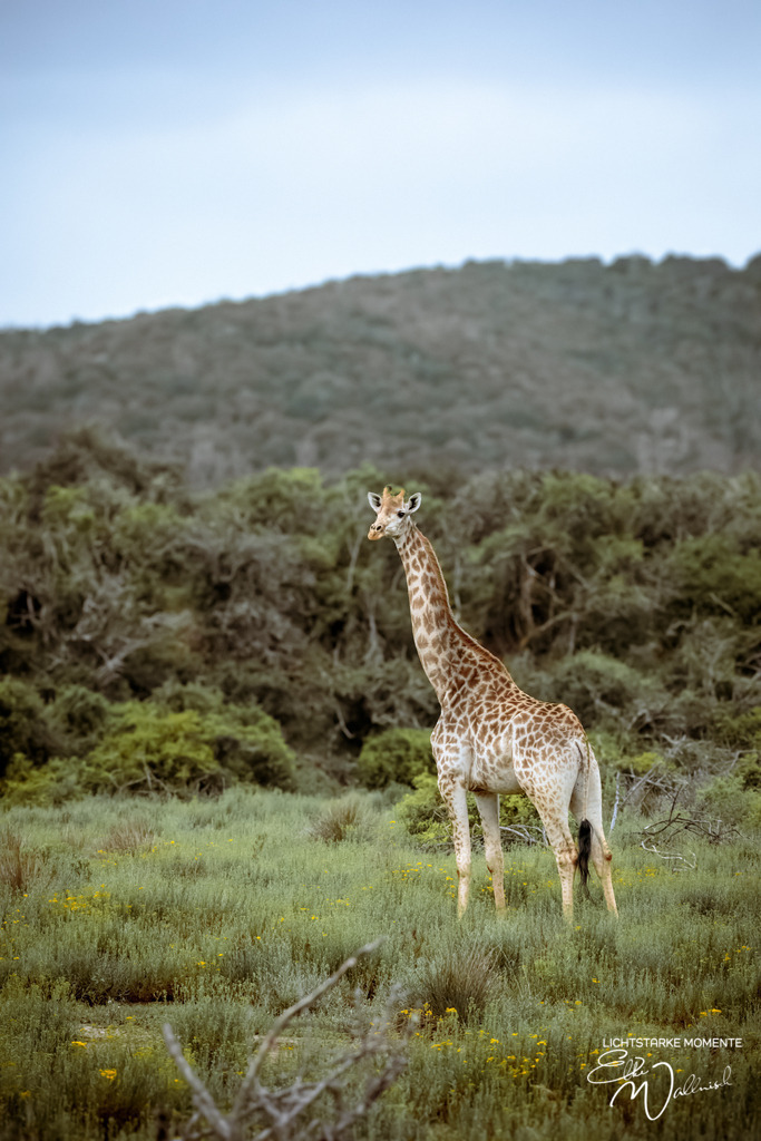 20231009-164117 SOUTHAFRIKA_-1 | Herzlich willkommen auf meiner Seite! Ich bin Elke Wallnisch, Deine Fotografin für lichtstarke Momente. Der Name steht für alles, was mich mit der Fotografie verbindet: Das Licht und seine machtvolle Wirkung auf eine Situation oder unsere Stimmung - Realisiert mit Pictrs.com
