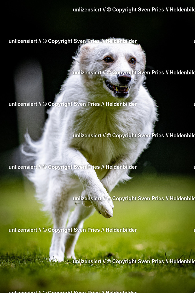 Sven Pries | 2025-10-03 - Hunderennen Obergrombach - Realisiert mit Pictrs.com