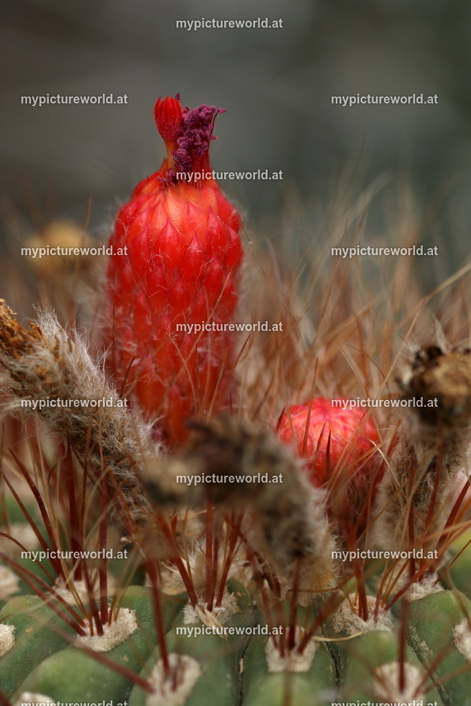 Denmoza rhodacantha-001 | Das Bilderarchiv über Tiere, Planzen und Landschaften. In der Bilddatenbank finden Sie ein große Auswahl an hochwertigen Bilder für Ihre Werbung - Realisiert mit Pictrs.com