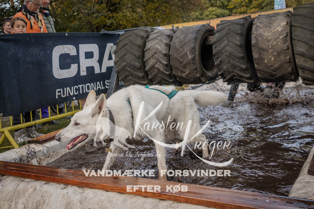 1448_ZZ90296 | kk-dogfotos