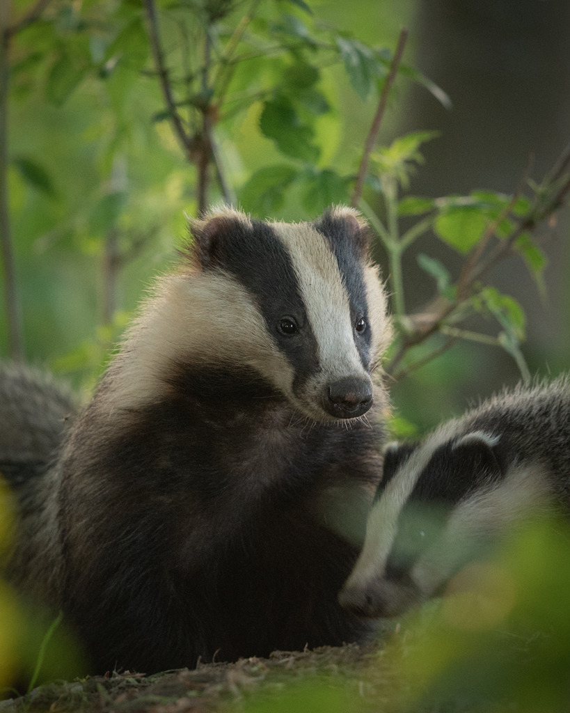 Dachsmutter | Ich bin Fotograf aus Neuburg an der Donau und spezialisiere mich auf Wildlife-Fotografie, Landschaftsaufnahmen und Portraits.Ob Hochzeit, Familienbilder oder Naturaufnahmen – ich fange echte Momente ein, die bleiben. 