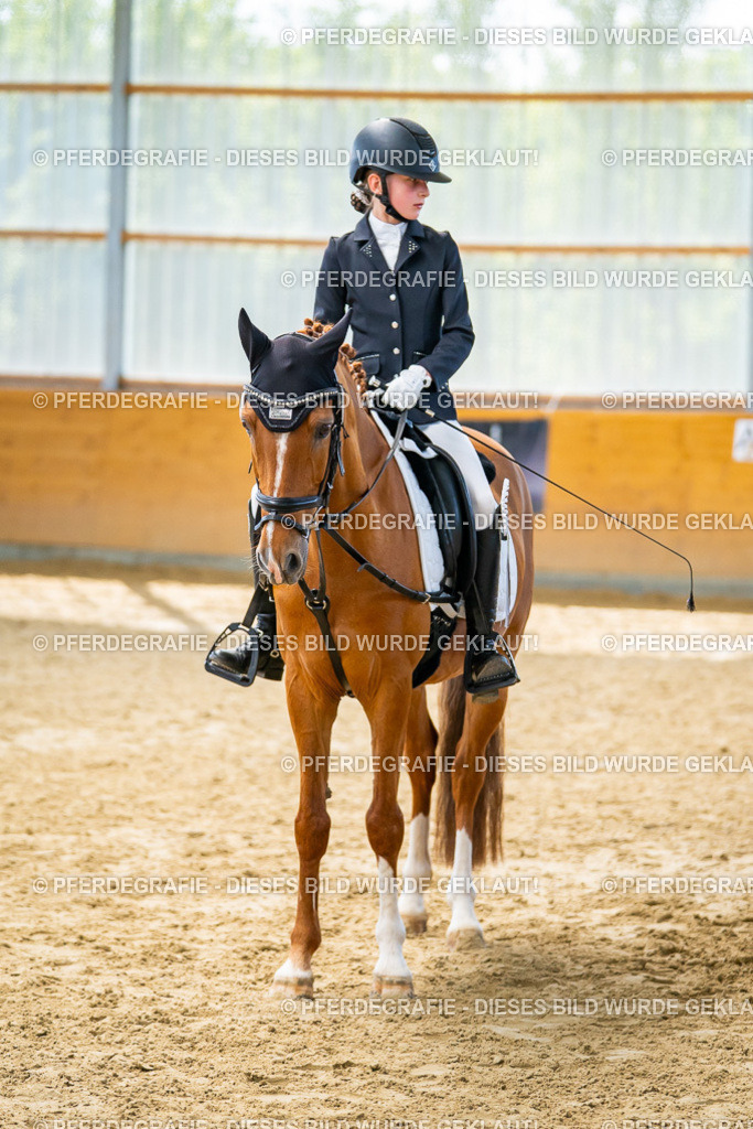 DSC01475 | Pferdegrafie