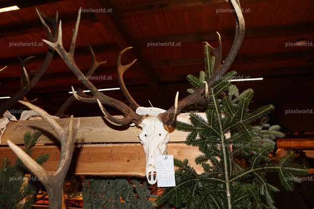 Hubertusmesse in Steuerberg | Bildershop von pixelworld.at - Realisiert mit Pictrs.com