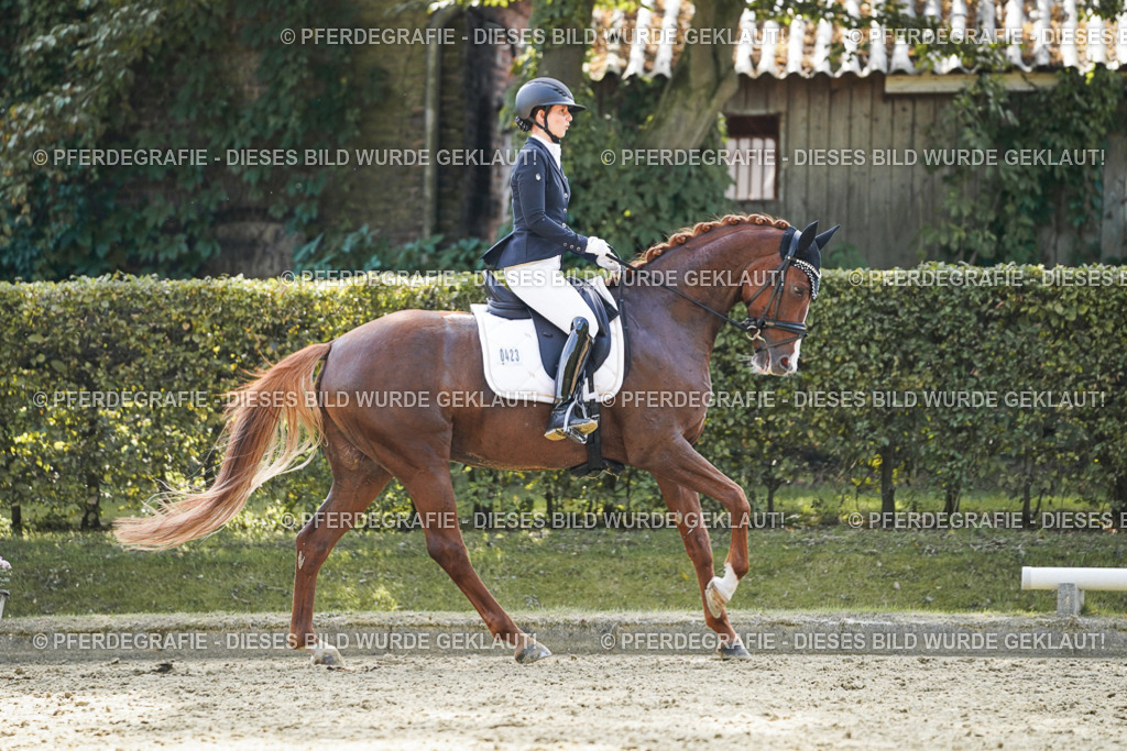 DSC07603 | Pferdegrafie