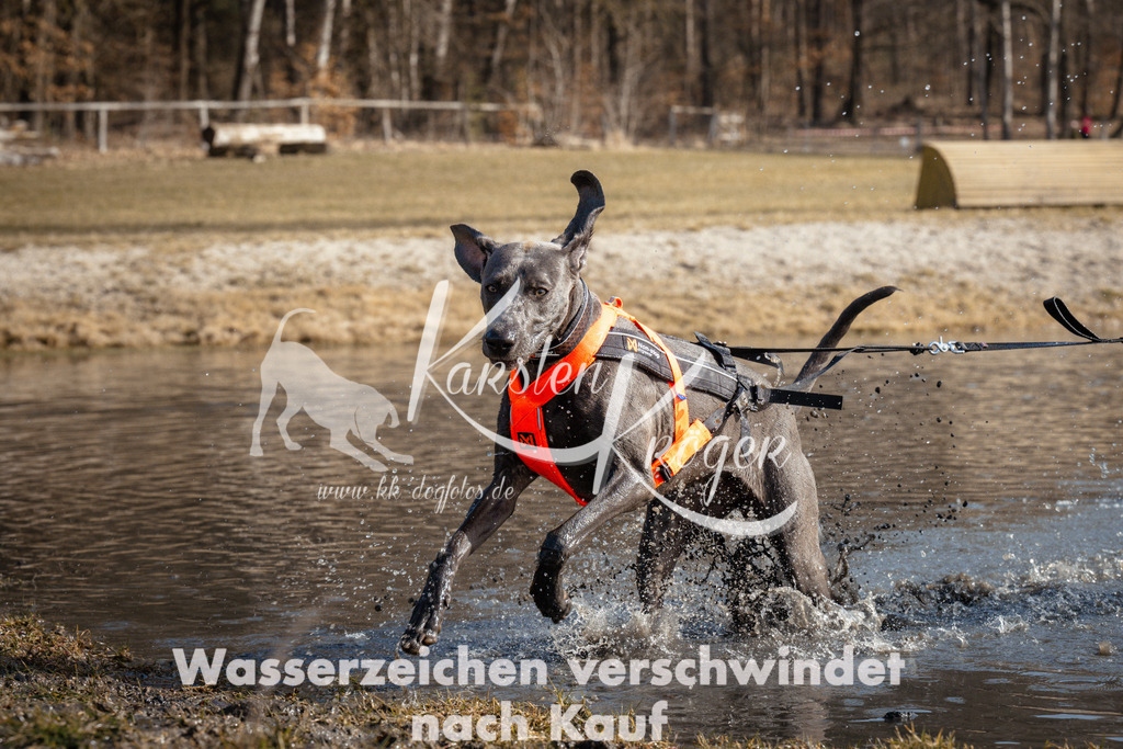 1103_ZZ92063 | kk-dogfotos