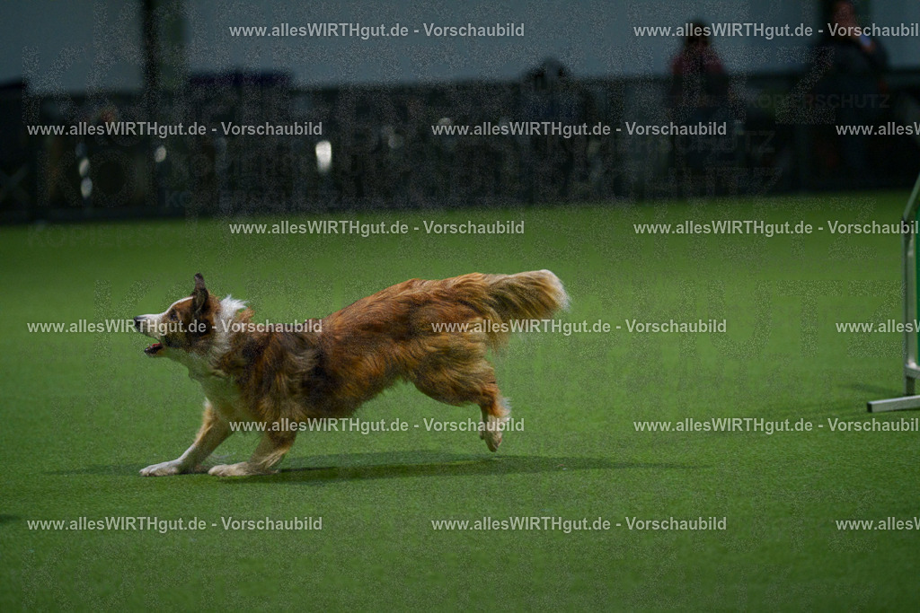 7R509727 | Professionelle Tierfotografie in Mönchengladbach von Daniel Wirth (allesWIRTHgut). Liebevolle & natürliche Bilder von Hunden & Katzen für unvergessliche Erinnerungen.