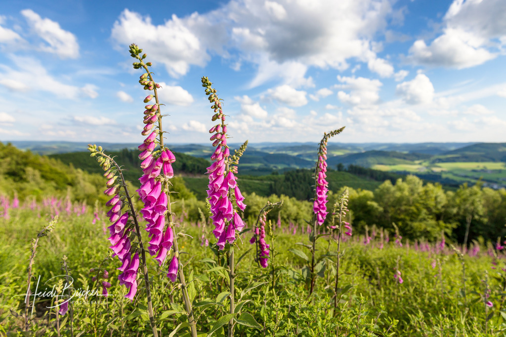 Blühender Fingerhut auf der Markshöhe  | Blühender Fingerhut auf der Markshöe bei Wenholthausen im Sauerland - Realisiert mit Pictrs.com