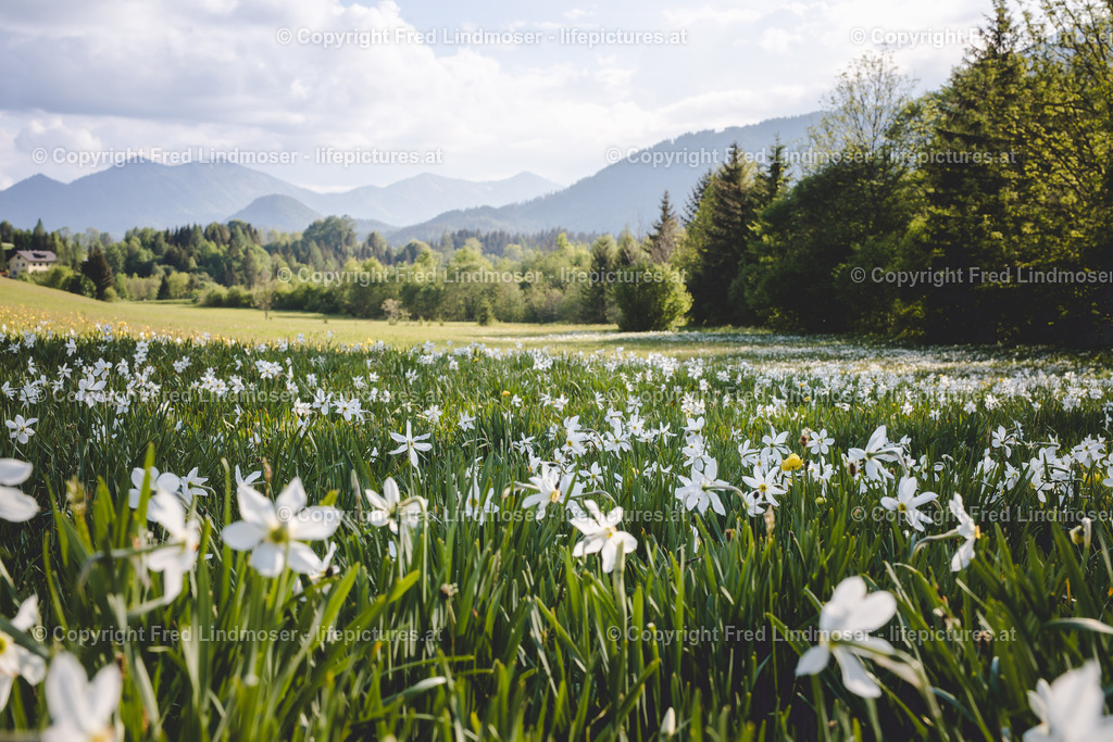 Narzissenbluete Mariazellerland 2018-40589 | Fotos und Fotoprodukte - Realisiert mit Pictrs.com