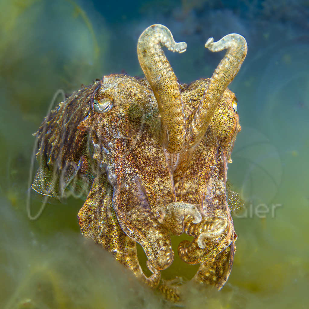 Sepia officinalis | Sepia / Cast: Sepia. Ang: Common cuttlefish. Fr: Sèche - Realisiert mit Pictrs.com