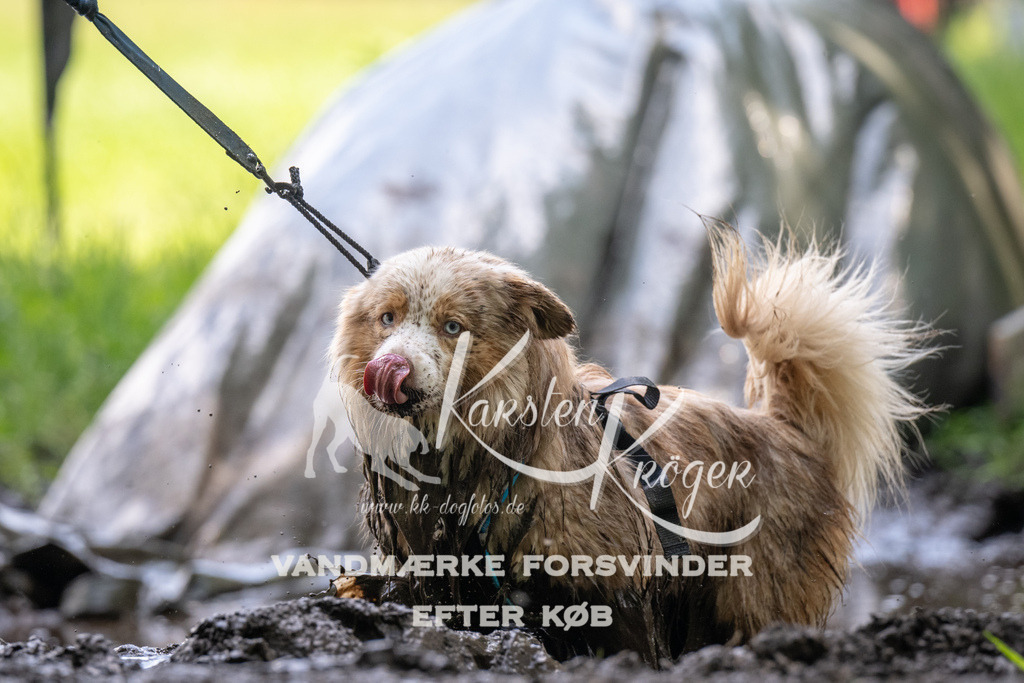 1204_ZZ91253 | kk-dogfotos