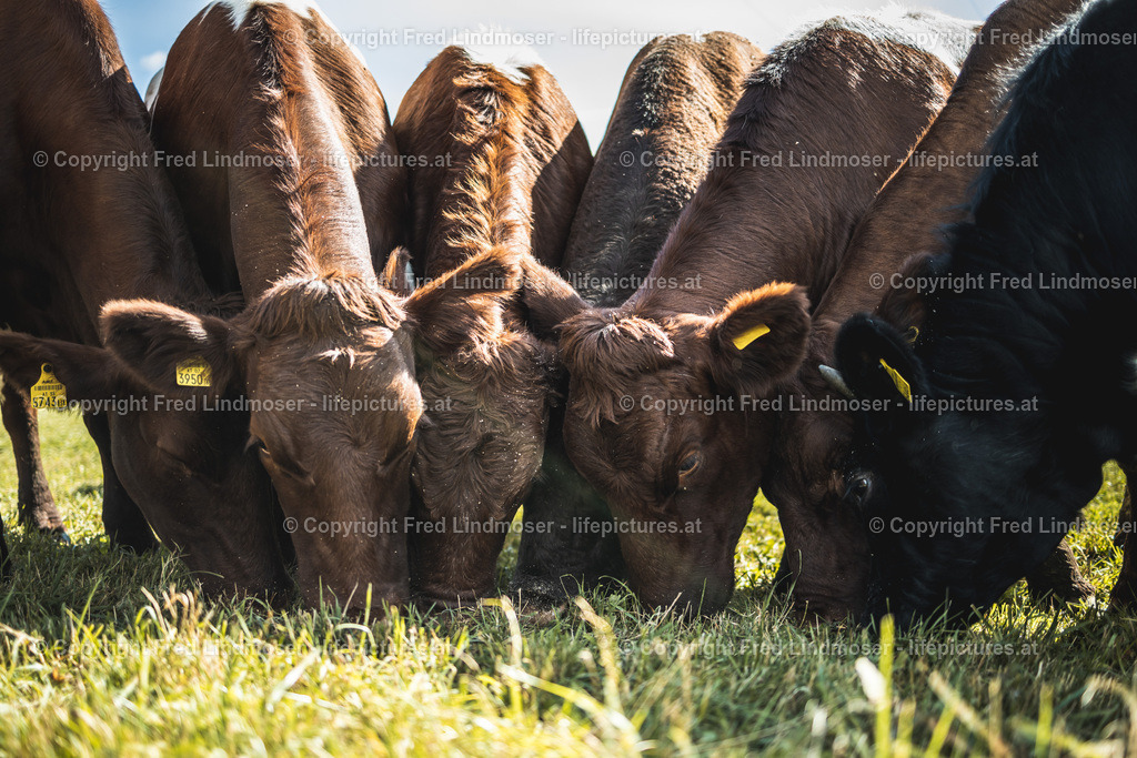 Kühe | Fotos und Fotoprodukte - Realisiert mit Pictrs.com