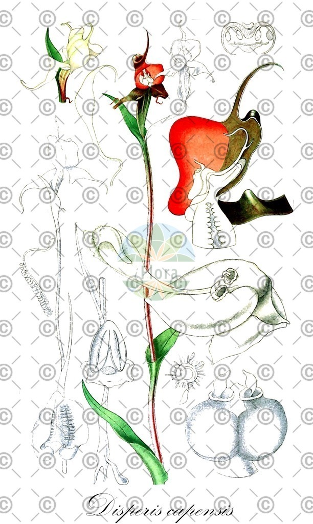 HistAbb_wfo-0000765527_1_ENZY_Simple | Historische Abbildung von Disperis capensis - Orchidaceae | Historical Illustration of Disperis capensis - Orchidaceae