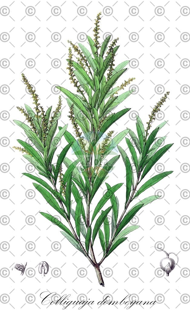 HistAbb_wfo-0000614900_1_ENZY_Simple | Historische Abbildung von Colliguaja dombeyana - Euphorbiaceae | Historical Illustration of Colliguaja dombeyana - Euphorbiaceae