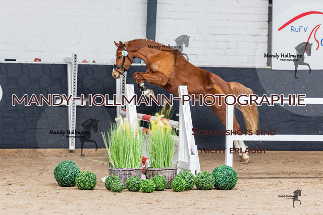 Freispringen 26-3 Saterland-0239 | mandyhollmannphotographie