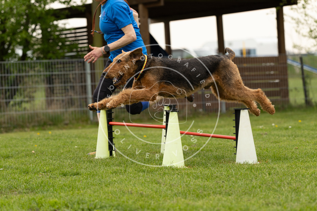 Pfotenfotografie_DV3A9055 | Hundefotografie, Tierfotograf, Pfotenfotografie, Fotoshooting Hund, Hunde Portrait, Hundesport, Hundeportraits, Heideshooting, Hunde, Sportfotograf, Hundefotograf, Turnierhundsport, THS,  - Realisiert mit Pictrs.com