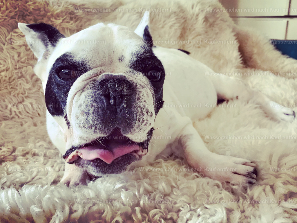 F8C8D02E-1CF3-4D45-849B-FD10A5942FB2 | heikomoeller - Realisiert mit Pictrs.com