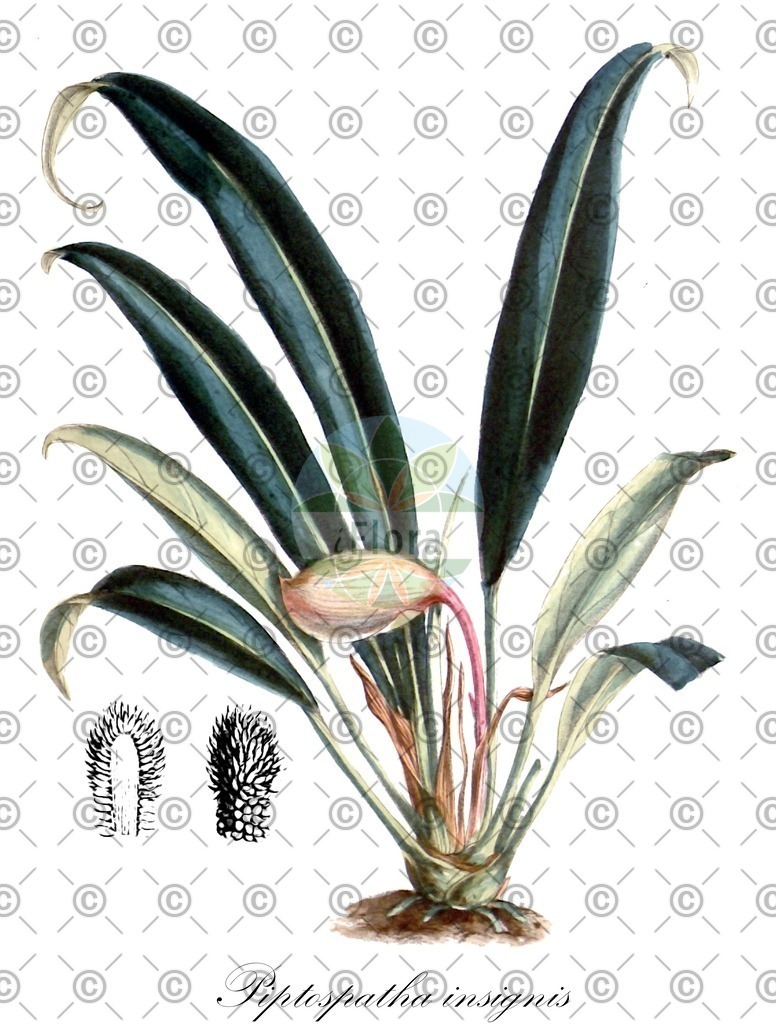 HistAbb_wfo-0001143392_1_ENZY_Simple | Historische Abbildung von Piptospatha insignis - Araceae | Historical Illustration of Piptospatha insignis - Araceae