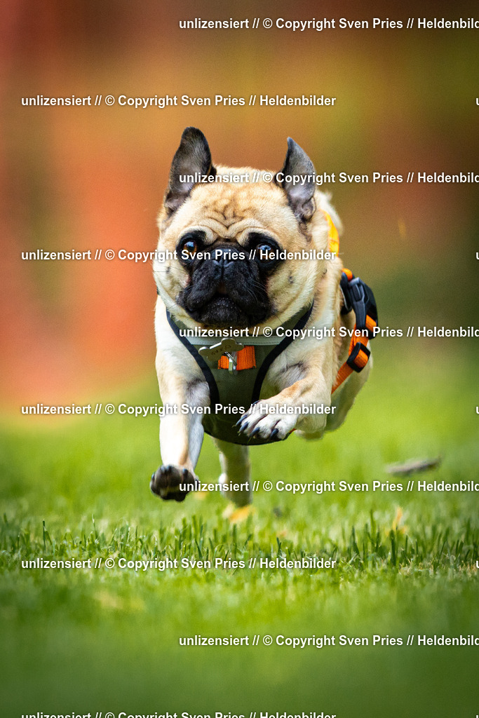 Sven Pries | 2025-09-21 - Hunderennen Baden-Oos - Realisiert mit Pictrs.com