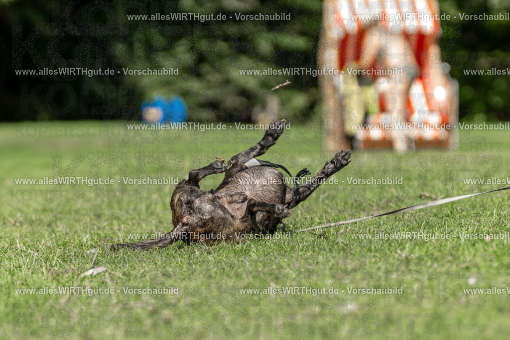 Hundeschwimmen_Volksbad_2026-allesWIRTHgut_Tierfotografie-2609061526-7R501533 | Professionelle Tierfotografie in Mönchengladbach von Daniel Wirth (allesWIRTHgut). Liebevolle & natürliche Bilder von Hunden & Katzen für unvergessliche Erinnerungen.