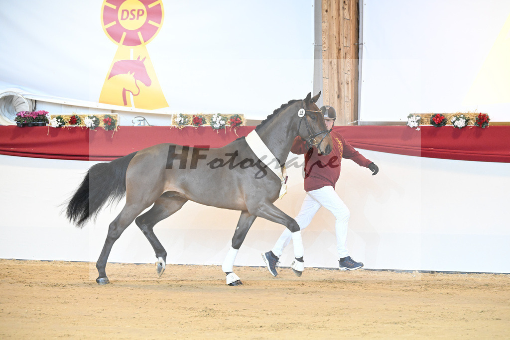 Kat-Nr. 32 Tangelo v d Zuuthoeve_Schlamminger GmbH_1231868 | hf-fotografie - Realizzato con Pictrs.com