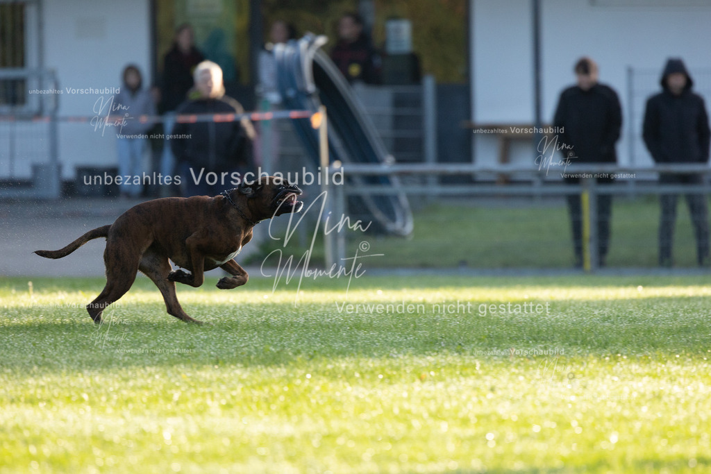 _16A6000 | Einzigartige Fotos von Hunden & Menschen –Actionfotos, Portraits, Vereinsaufnahmen & Paarshootings – authentisch, lebendig & mit Herz.