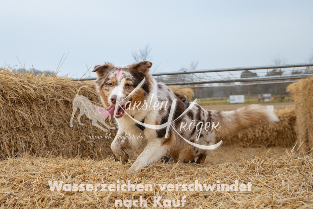 0817_ZZ92405 | kk-dogfotos