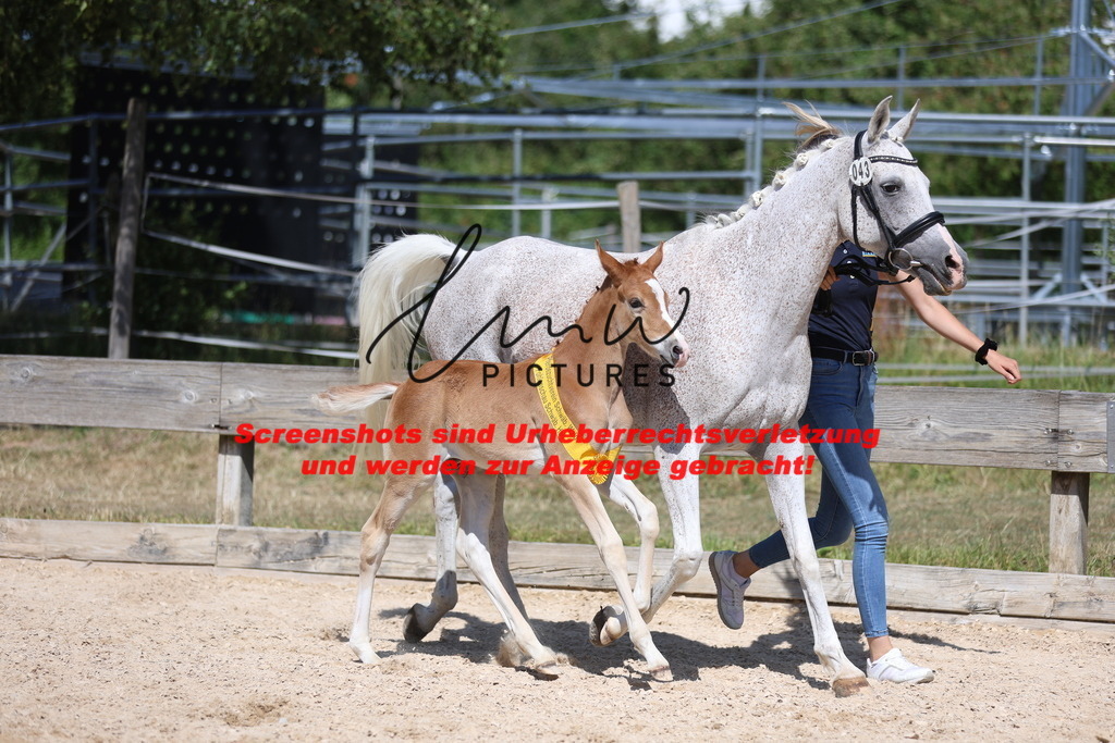 Fohlenschau_Schwäbisch_Hall_Ponys_SIEGERFOHLEN_KN 43_20 | lmwpictures - Realisiert mit Pictrs.com
